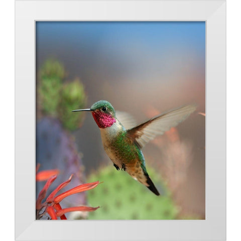 Broad Tailed Hummingbird White Modern Wood Framed Art Print by Fitzharris, Tim