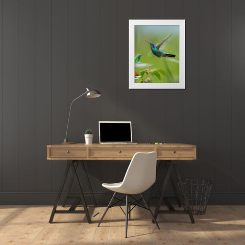 Green Violet Ear and Green Breasted Mango Hummingbirds White Modern Wood Framed Art Print by Fitzharris, Tim