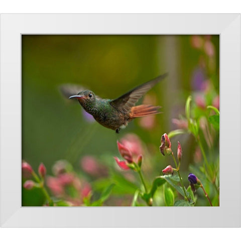 Rufous Tailed Hummingbird White Modern Wood Framed Art Print by Fitzharris, Tim