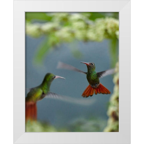Rufous Tailed Hummingbird White Modern Wood Framed Art Print by Fitzharris, Tim