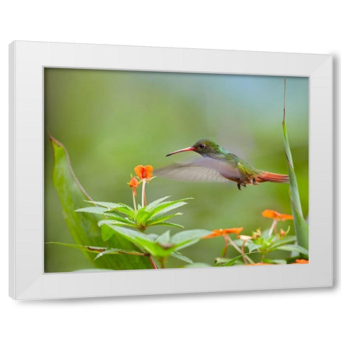 Rufous Tailed Hummingbird White Modern Wood Framed Art Print by Fitzharris, Tim