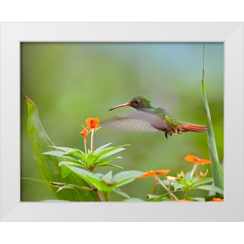 Rufous Tailed Hummingbird White Modern Wood Framed Art Print by Fitzharris, Tim