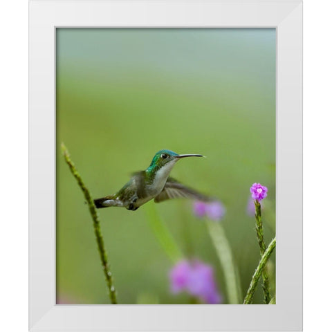 Andean Emerald Hummingbird White Modern Wood Framed Art Print by Fitzharris, Tim