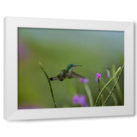 Andean Emerald Humming Bird White Modern Wood Framed Art Print by Fitzharris, Tim