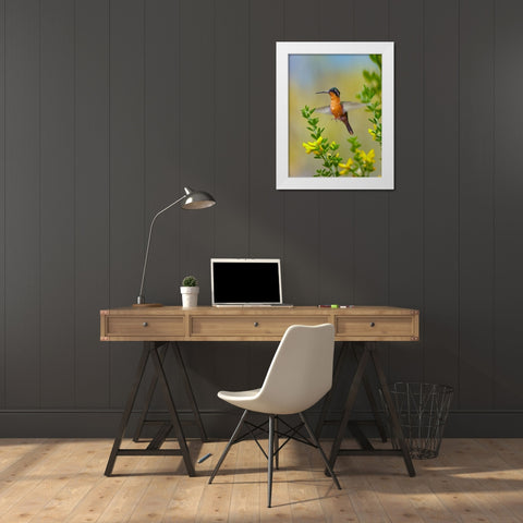 Gray Tailed Mountain Gem Hummingbird White Modern Wood Framed Art Print by Fitzharris, Tim