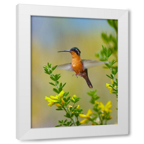 Gray Tailed Mountain Gem Hummingbird White Modern Wood Framed Art Print by Fitzharris, Tim