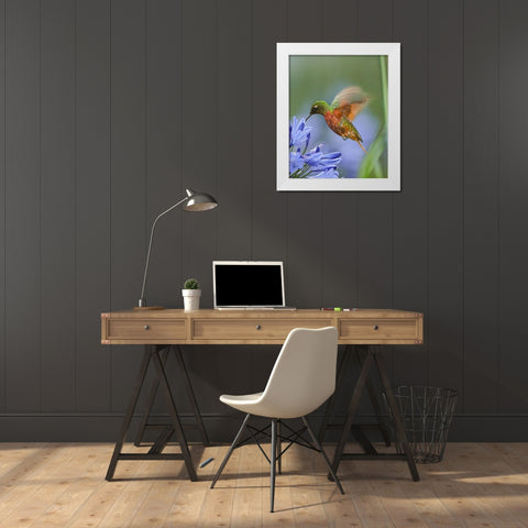 Chestnut Breasted Coronet Hummingbirds White Modern Wood Framed Art Print by Fitzharris, Tim