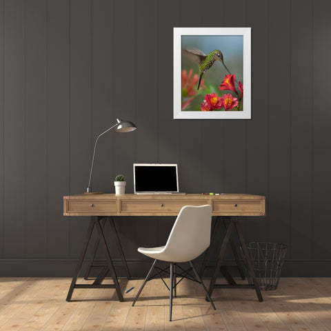 Sword-Billed Hummingbird White Modern Wood Framed Art Print by Fitzharris, Tim