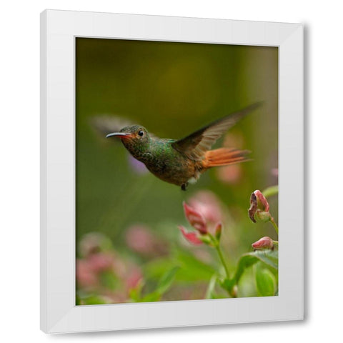 Rufous Tailed Hummingbird White Modern Wood Framed Art Print by Fitzharris, Tim