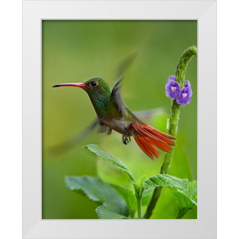 Rufous Tailed Hummingbird White Modern Wood Framed Art Print by Fitzharris, Tim