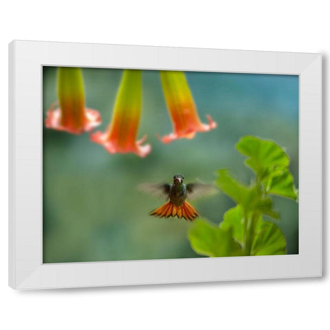 Rufous Tailed Hummingbird White Modern Wood Framed Art Print by Fitzharris, Tim