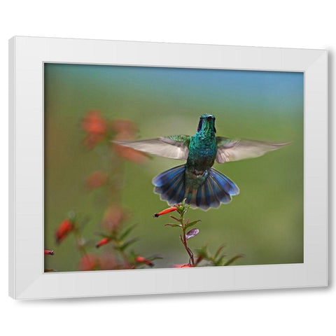 Green Violet-Ear Hummingbird White Modern Wood Framed Art Print by Fitzharris, Tim