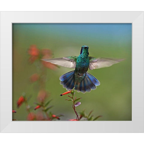 Green Violet-Ear Hummingbird White Modern Wood Framed Art Print by Fitzharris, Tim