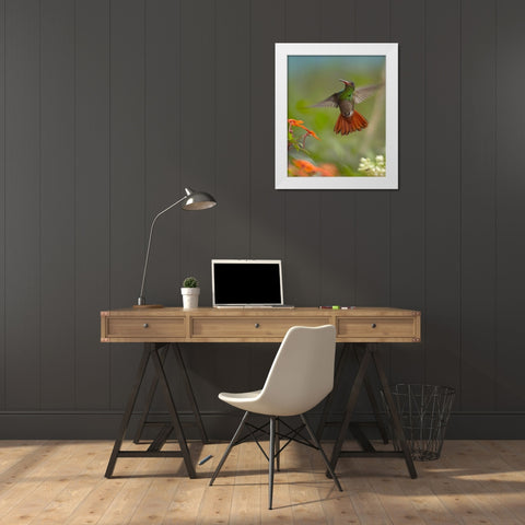 Rufous Tailed Hummingbird White Modern Wood Framed Art Print by Fitzharris, Tim