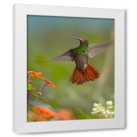 Rufous Tailed Hummingbird White Modern Wood Framed Art Print by Fitzharris, Tim