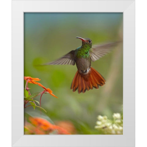 Rufous Tailed Hummingbird White Modern Wood Framed Art Print by Fitzharris, Tim