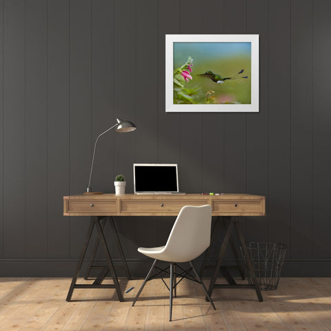 Booted Racket-Tail Hummingbird White Modern Wood Framed Art Print by Fitzharris, Tim