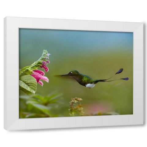 Booted Racket-Tail Hummingbird White Modern Wood Framed Art Print by Fitzharris, Tim