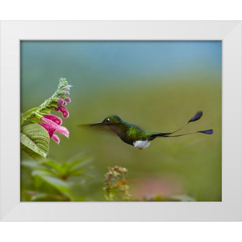 Booted Racket-Tail Hummingbird White Modern Wood Framed Art Print by Fitzharris, Tim