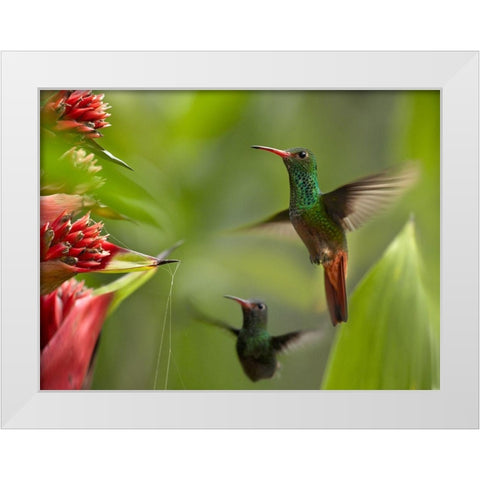 Rufous Tailed Hummingbirds White Modern Wood Framed Art Print by Fitzharris, Tim