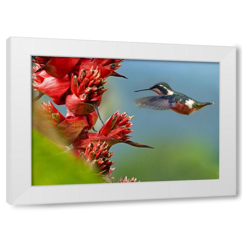 Purple Throated Woodstar Hummingbird White Modern Wood Framed Art Print by Fitzharris, Tim