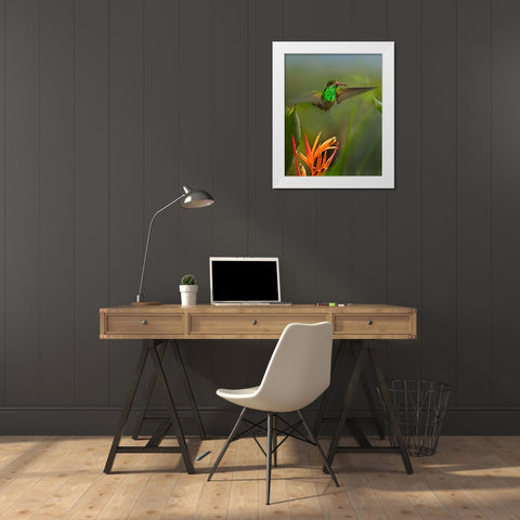 Rufous Tailed Hummingbird White Modern Wood Framed Art Print by Fitzharris, Tim