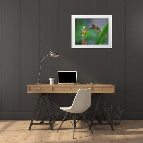 Fawn Breasted Brilliant Hummingbird White Modern Wood Framed Art Print by Fitzharris, Tim