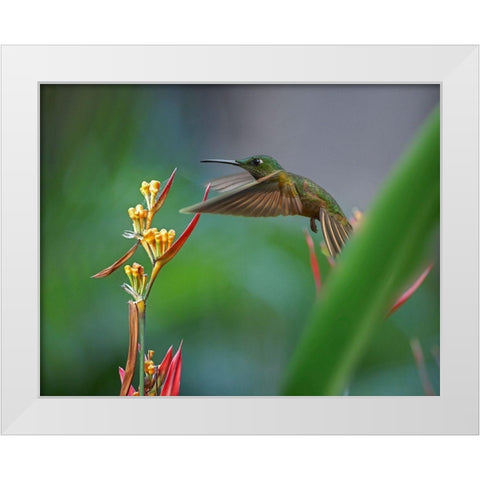 Fawn Breasted Brilliant Hummingbird White Modern Wood Framed Art Print by Fitzharris, Tim