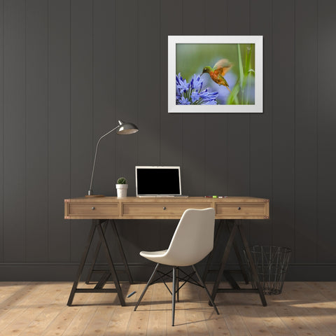Chestnut Breasted Coronet Hummingbird White Modern Wood Framed Art Print by Fitzharris, Tim