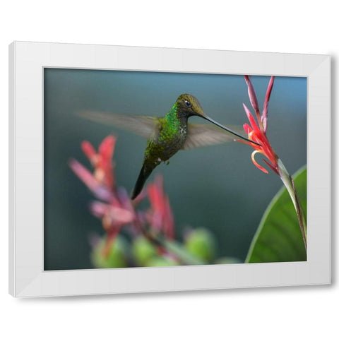 Sword Billed Hummingbird White Modern Wood Framed Art Print by Fitzharris, Tim