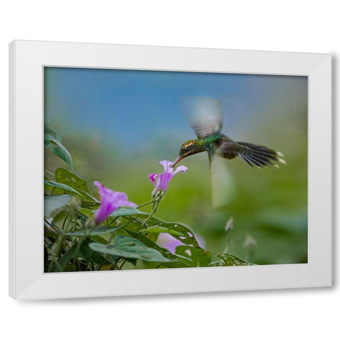 Green Hermit Hummingbird White Modern Wood Framed Art Print by Fitzharris, Tim