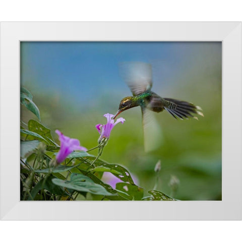 Green Hermit Hummingbird White Modern Wood Framed Art Print by Fitzharris, Tim