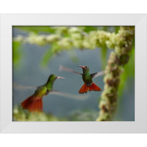 Rufous Tailed Hummingbirds White Modern Wood Framed Art Print by Fitzharris, Tim