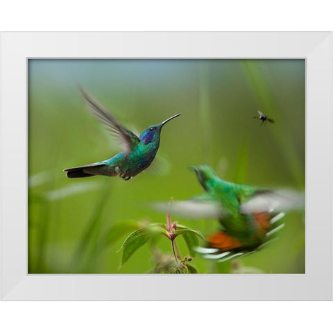 Green Violet-Ear Hummingbird and Green-Breasted Mango Hummingbirds White Modern Wood Framed Art Print by Fitzharris, Tim