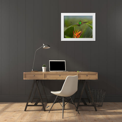 Rufous Tailed Hummingbird with Wasp White Modern Wood Framed Art Print by Fitzharris, Tim