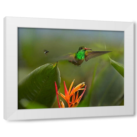 Rufous Tailed Hummingbird with Wasp White Modern Wood Framed Art Print by Fitzharris, Tim