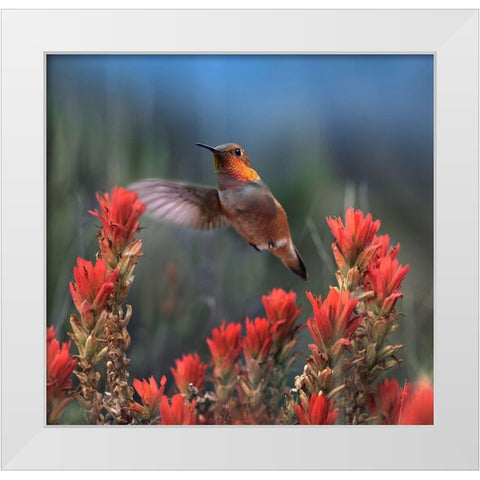 Rufous Hummingbird at Indian Paintbrushes White Modern Wood Framed Art Print by Fitzharris, Tim