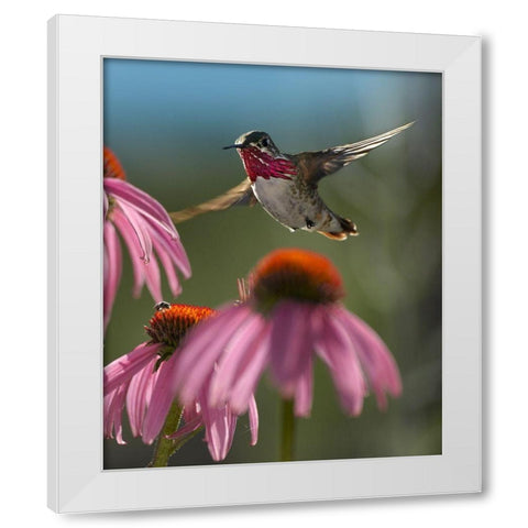 Calliope Hummingbird at Purple Coneflowers White Modern Wood Framed Art Print by Fitzharris, Tim