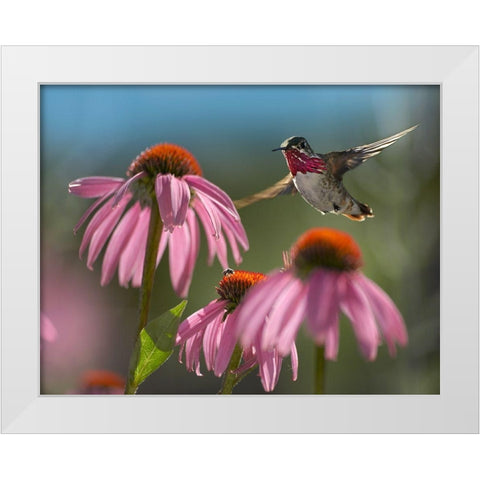 Calliope Hummingbird at Purple Coneflowers White Modern Wood Framed Art Print by Fitzharris, Tim