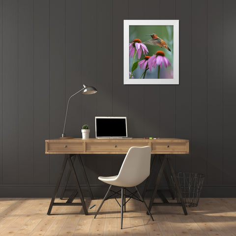 Rufous Hummingbird among purple Cornflowers White Modern Wood Framed Art Print by Fitzharris, Tim