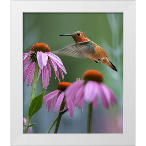 Rufous Hummingbird among purple Cornflowers White Modern Wood Framed Art Print by Fitzharris, Tim