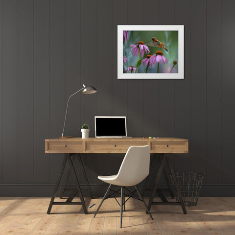 Rufous Hummingbird among Purple Coneflowers White Modern Wood Framed Art Print by Fitzharris, Tim