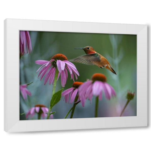 Rufous Hummingbird among Purple Coneflowers White Modern Wood Framed Art Print by Fitzharris, Tim