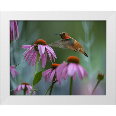 Rufous Hummingbird among Purple Coneflowers White Modern Wood Framed Art Print by Fitzharris, Tim