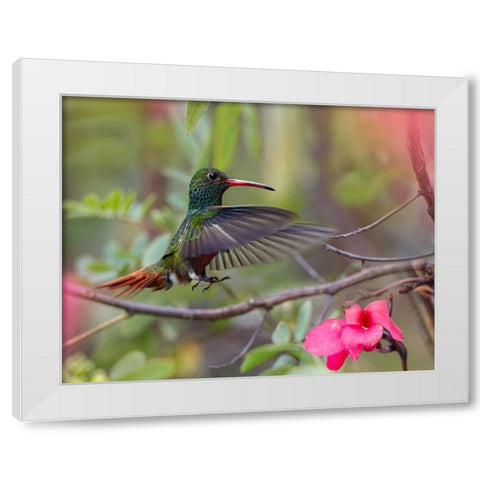 Hovering Male Rufous Tailed Hummingbird White Modern Wood Framed Art Print by Fitzharris, Tim