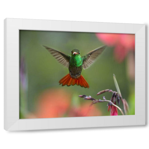 Rufous Tailed Hummingbird White Modern Wood Framed Art Print by Fitzharris, Tim