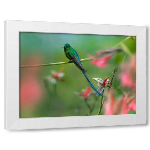 Long Tailed Sylph Hummingbird White Modern Wood Framed Art Print by Fitzharris, Tim