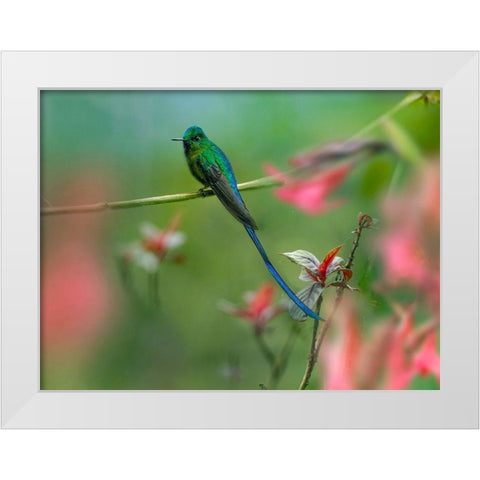 Long Tailed Sylph Hummingbird White Modern Wood Framed Art Print by Fitzharris, Tim