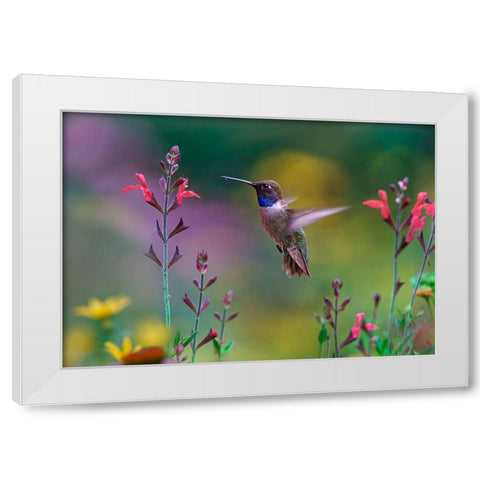 Black Chinned Hummingbird on Desert Penstemon White Modern Wood Framed Art Print by Fitzharris, Tim