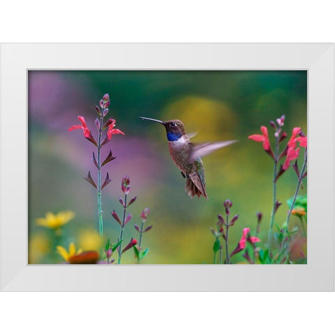 Black Chinned Hummingbird on Desert Penstemon White Modern Wood Framed Art Print by Fitzharris, Tim